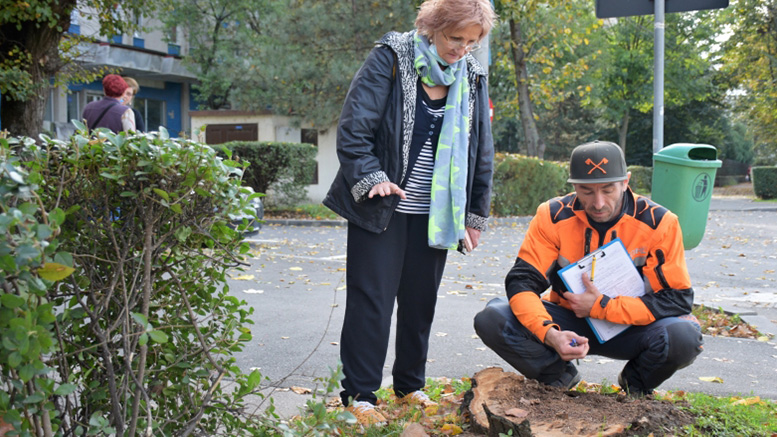 FOTO/VIDEO. Sute de arbori din municipiul Satu Mare, evaluați. Platanii, afectați de o boală periculoasă