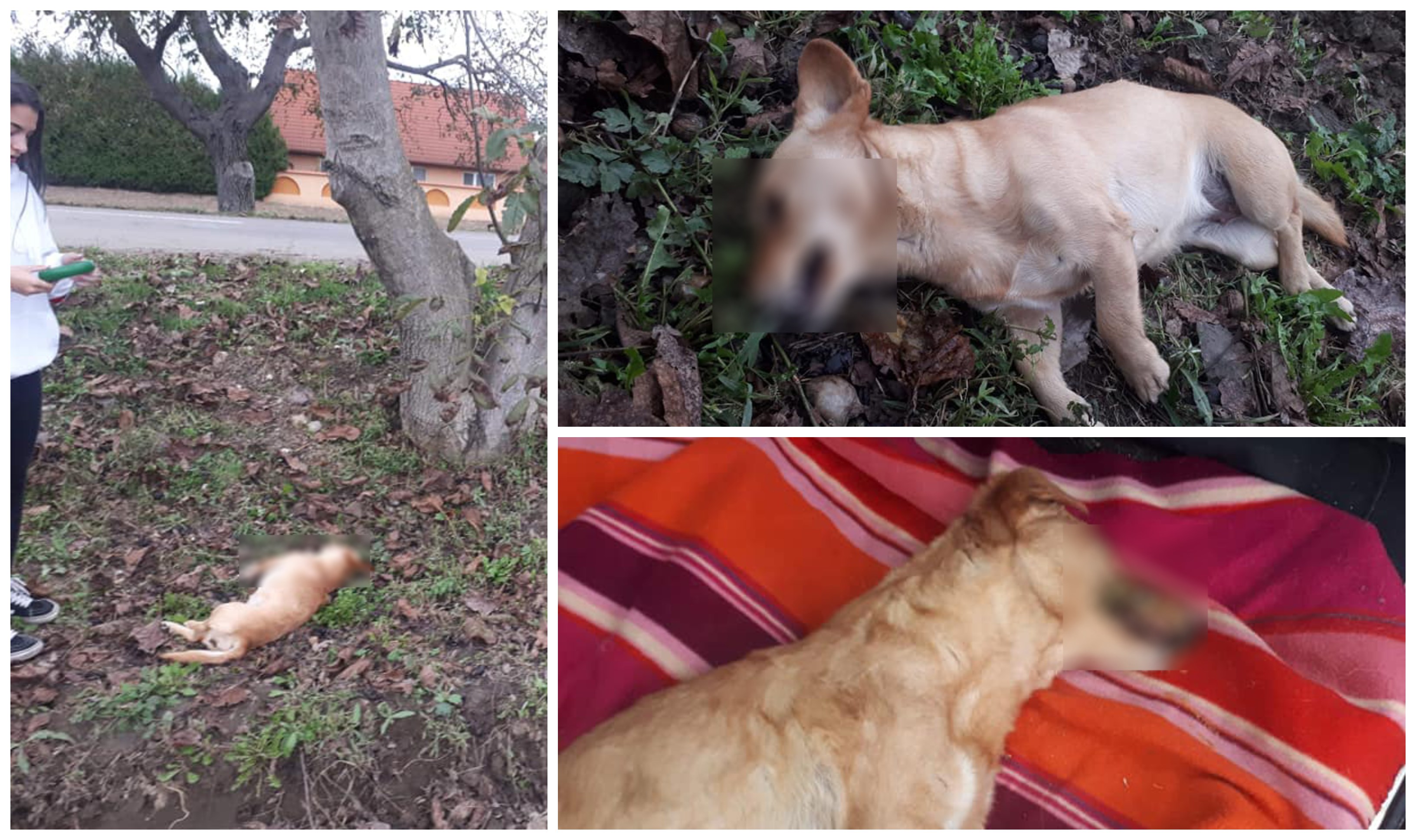 FOTO. Cruzime în Satu Mare. Câine otrăvit și lăsat să moară pe stradă