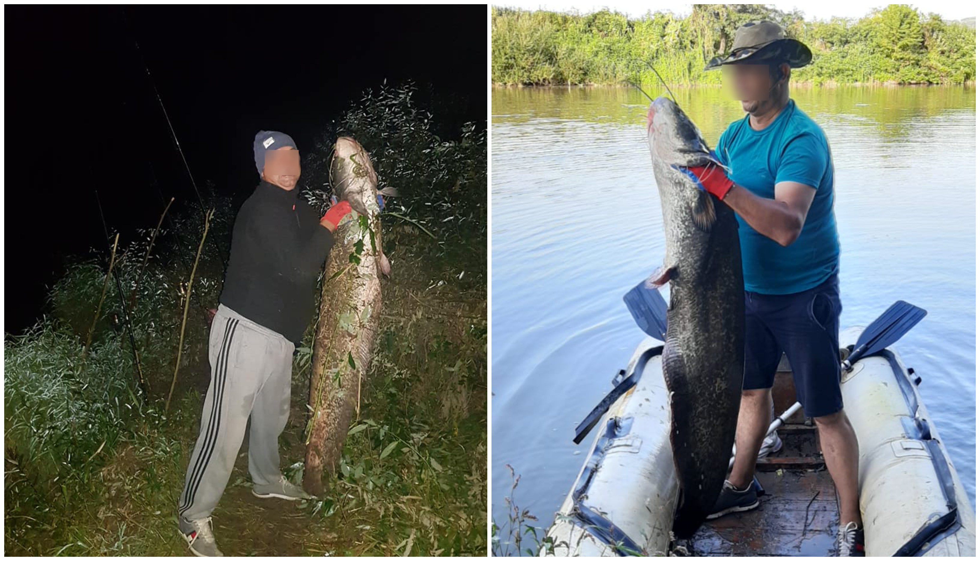 FOTO/VIDEO. Somni uriași prinși din Someș. Eliberați de pescari după capturare