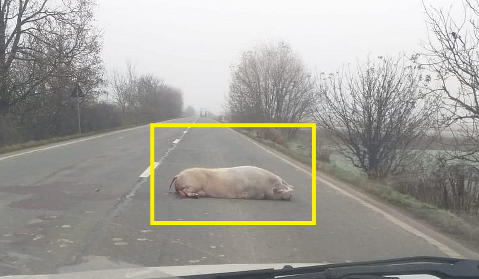 FOTO. ”Ignat” pe șoselele județului! Porc căzut în mijlocul drumului, semne bune anul are