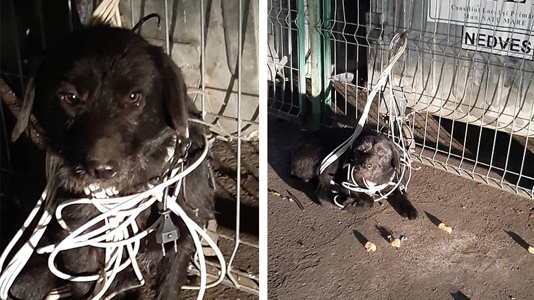 FOTO. Câine batjocorit în seara de Moș Nicolae. Legat de gât cu cablu, lângă tomberoane, în Micro 16