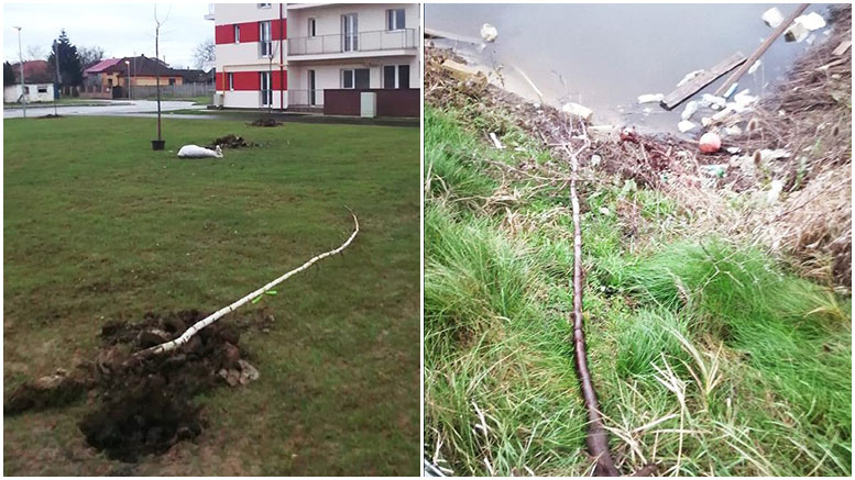 FOTO. Copacii plantați de Primărie, distruși de vandali. Puieții, aruncați pe marginea unei bălți