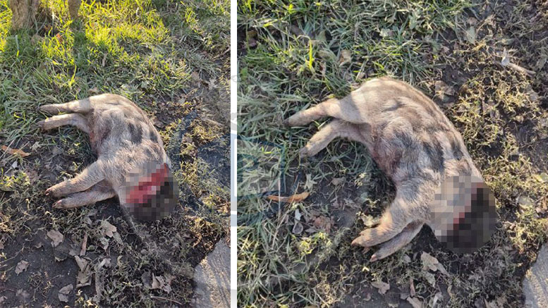 FOTO. Șocant în municipiul Satu Mare: pui de mistreț decapitat și aruncat într-o zonă intens circulată