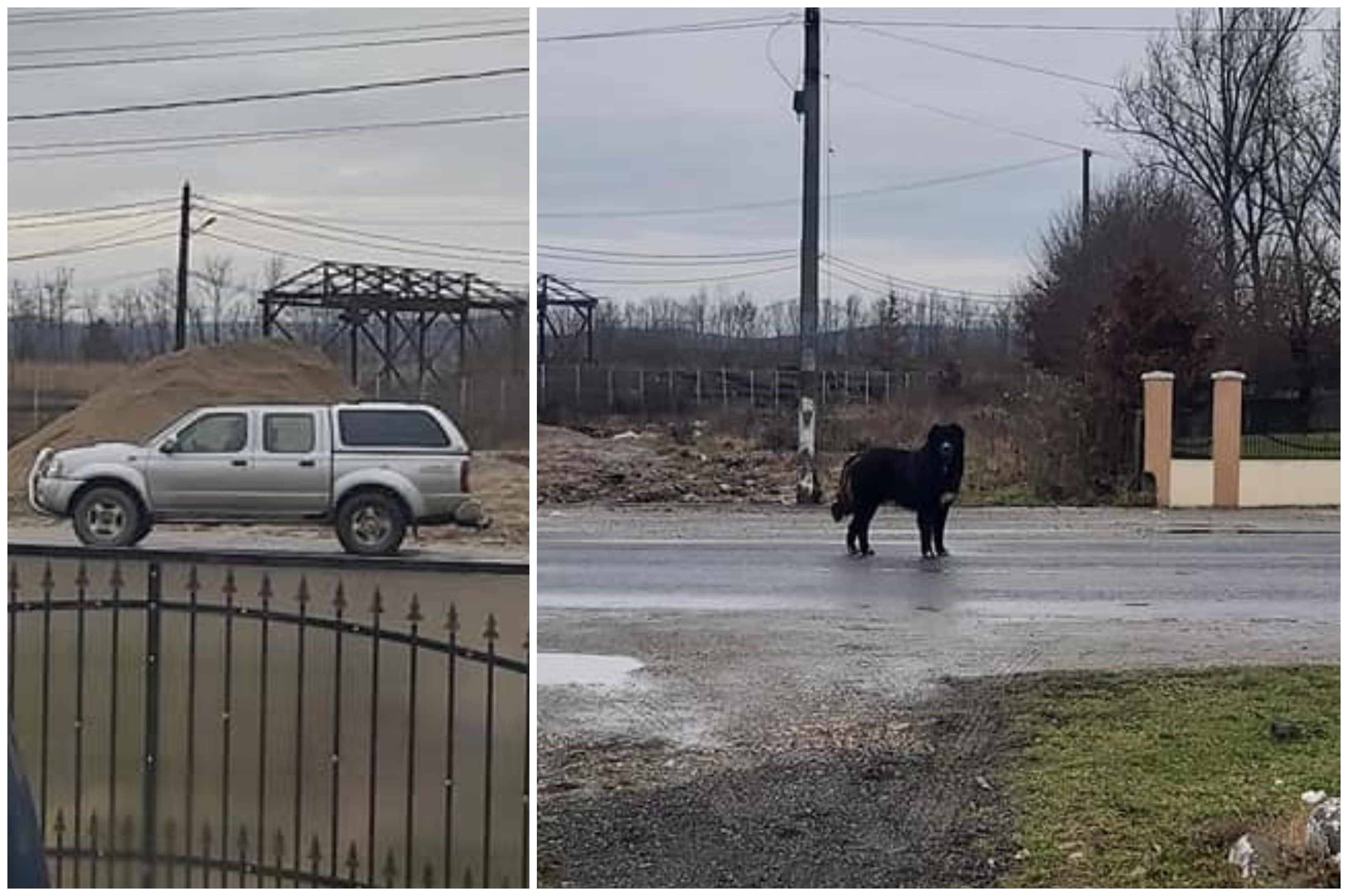 FOTO. Chiar de Crăciun! Sătmărean înstărit, surprins abandonând câinele pe șosea