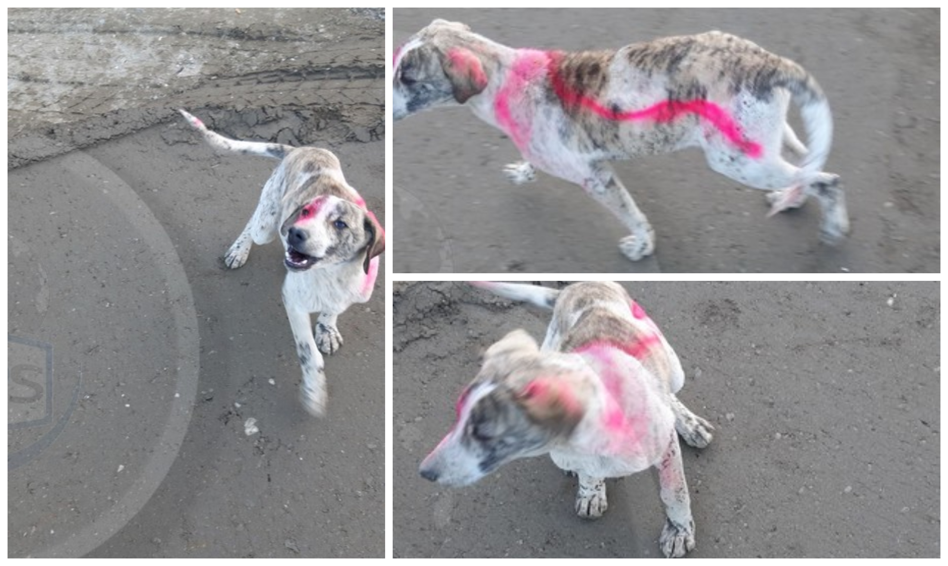 FOTO. Câine umilit de muncitorii de pe centura municipiului Satu Mare. Vopsit cu spray