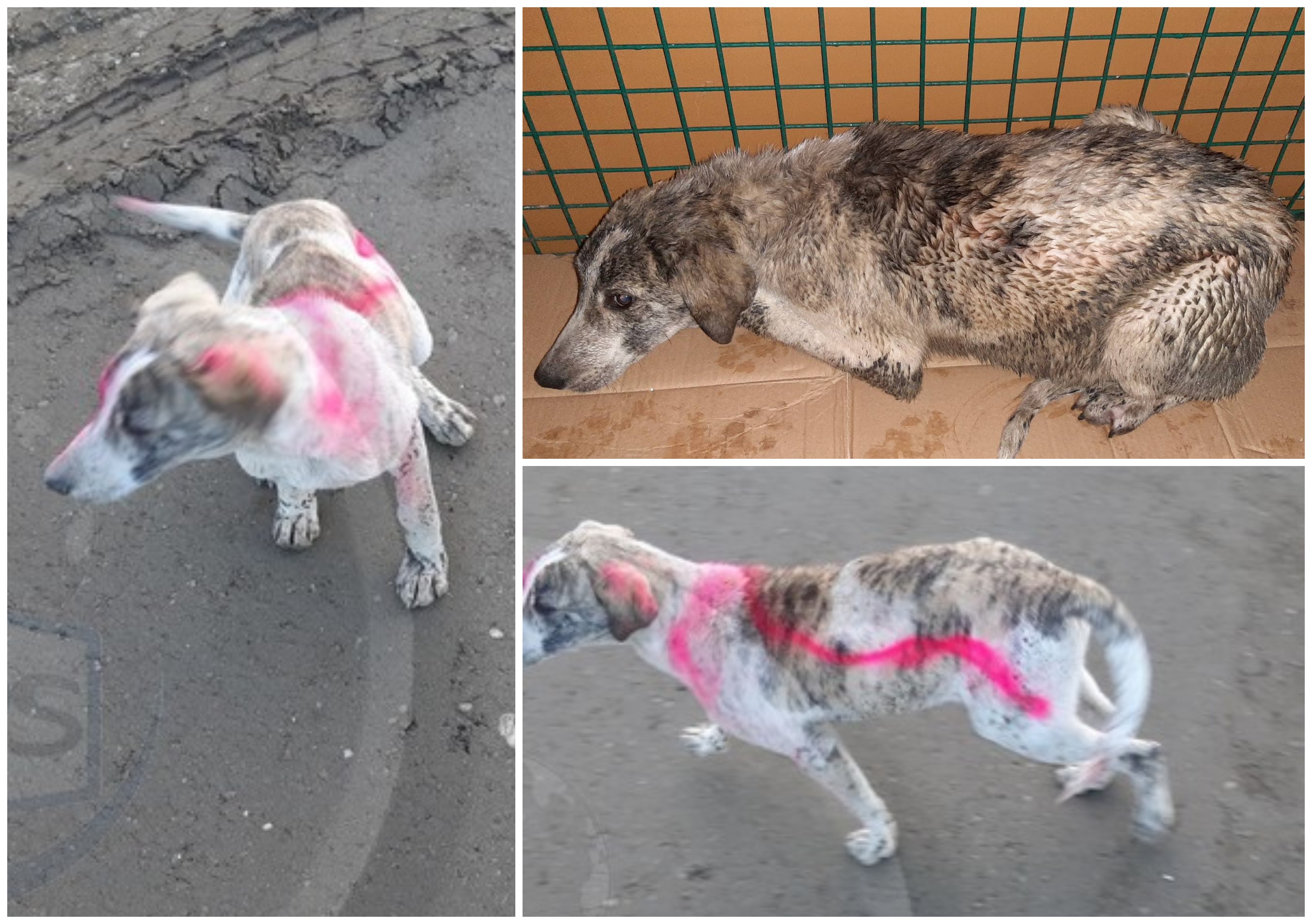 FOTO. Cățelul vopsit în batjocură de muncitorii de pe centură, salvat de Free Life