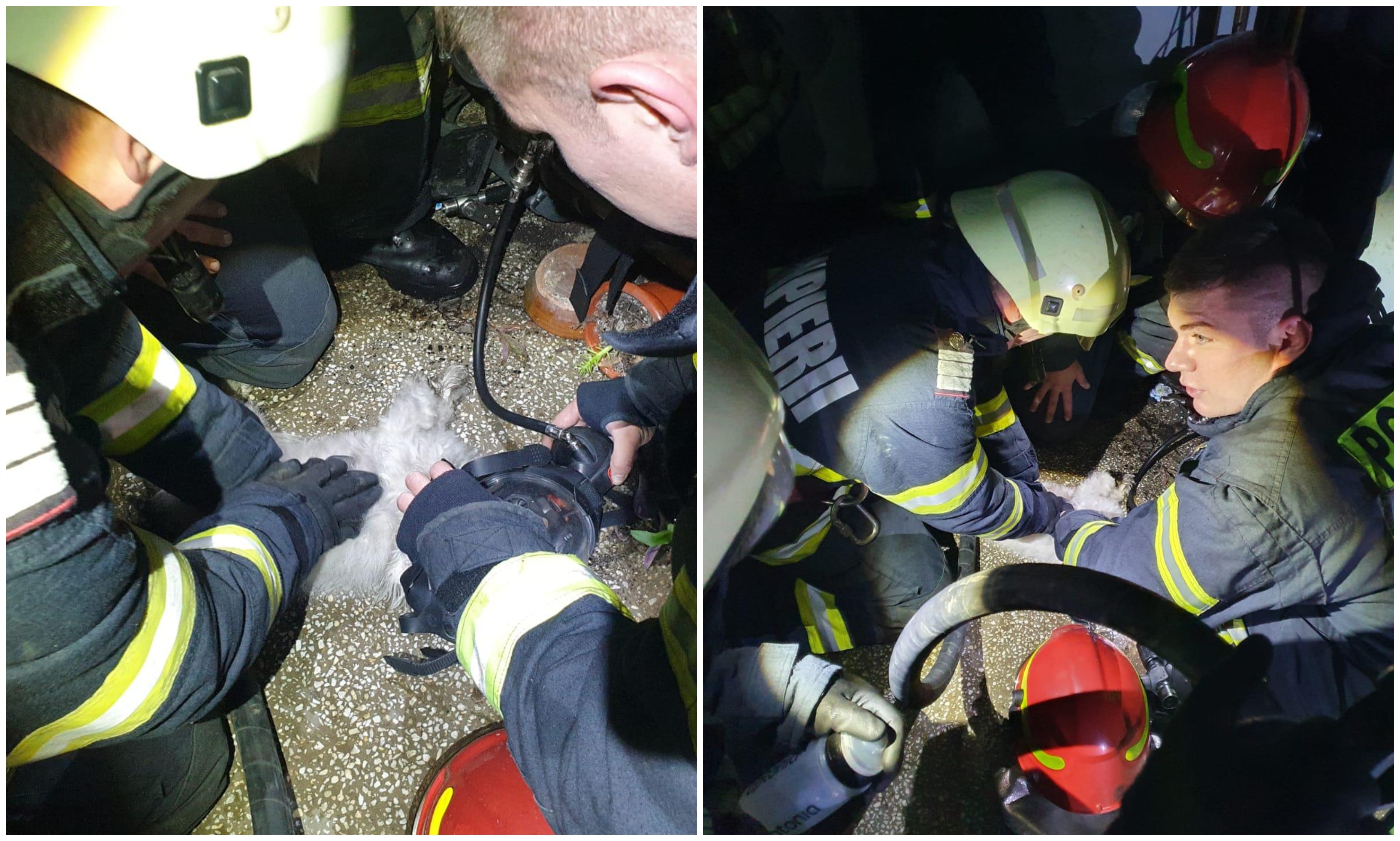 FOTO/VIDEO. Un cățel, victimă a incendiului din Micro 15. A murit asfixiat