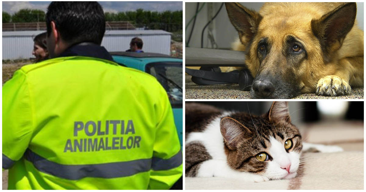 Angajări la Satu Mare pentru Poliția Animalelor. Câte posturi sunt scoase la concurs și care sunt cerințele