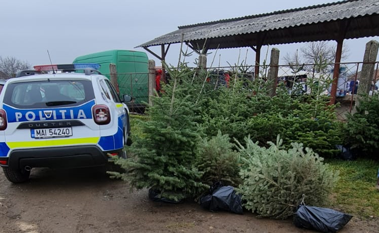 FOTO. Sute de brazi confiscați de Poliție în județ! Tăierile ilegale continuă