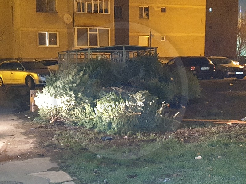 Când începe colectarea brazilor de Crăciun. Anunțul făcut de Primăria Satu Mare