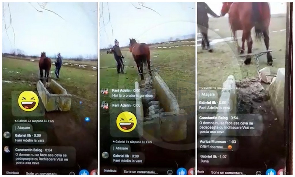 VIDEO. Cal forțat în județul Satu Mare. Oamenii i-au cerut să se oprească