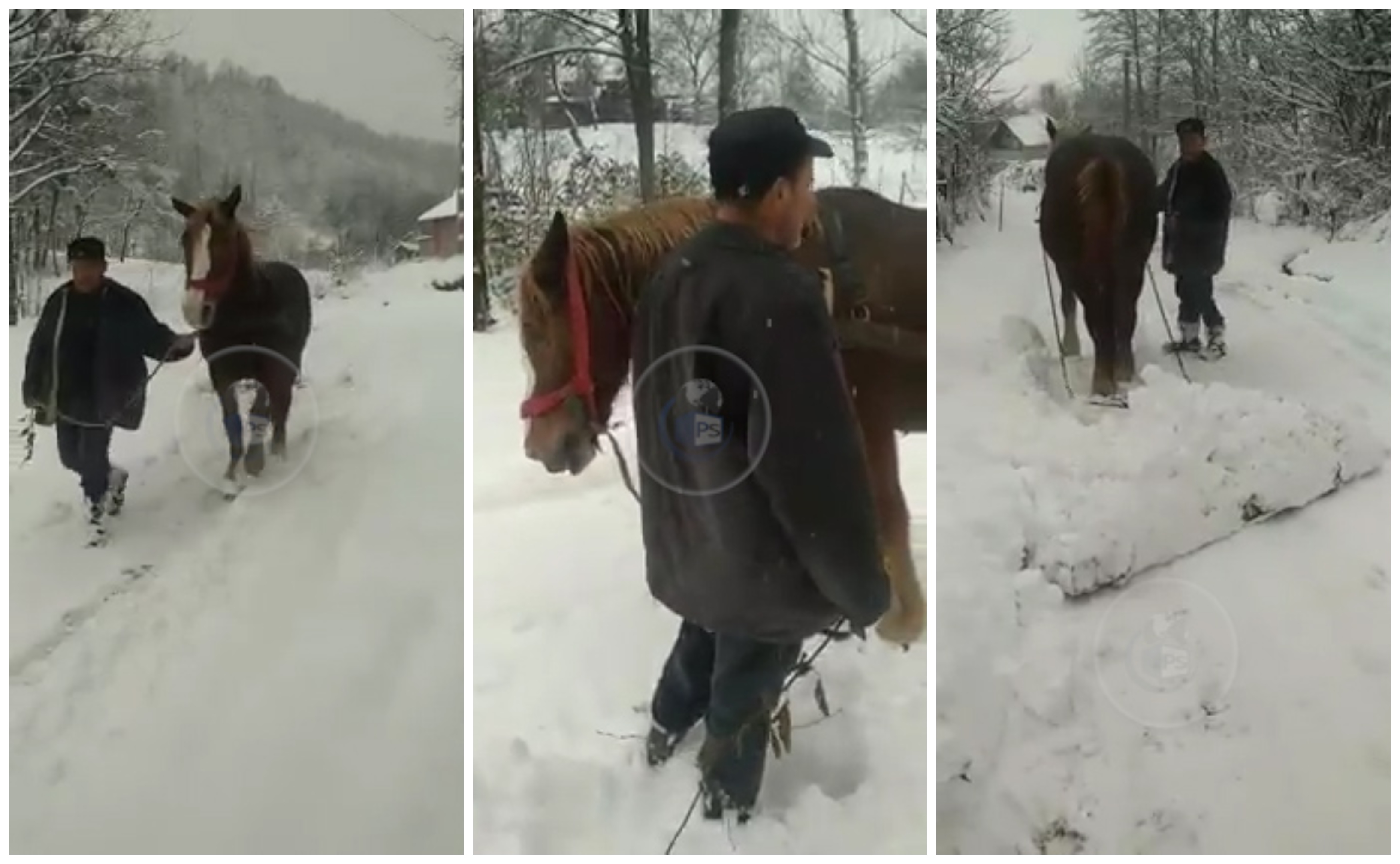 VIDEO. Deszăpezire cu calul în județul Satu Mare. Oamenii fac treaba autorităților