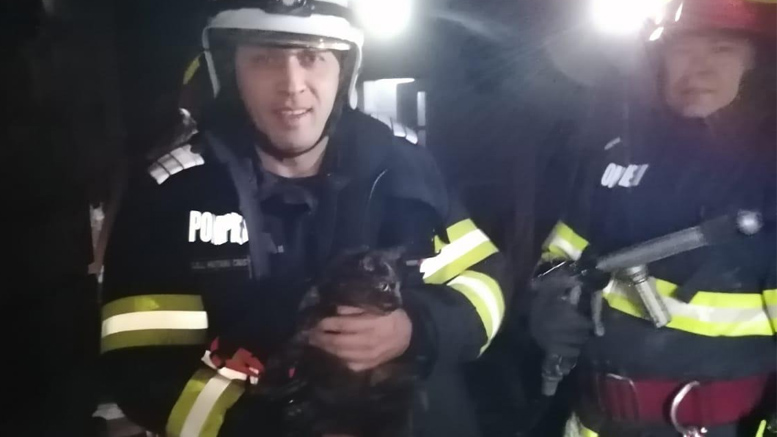 FOTOGALERIE. Pisică salvată dintr-o casă în flăcări de pompierii sătmăreni