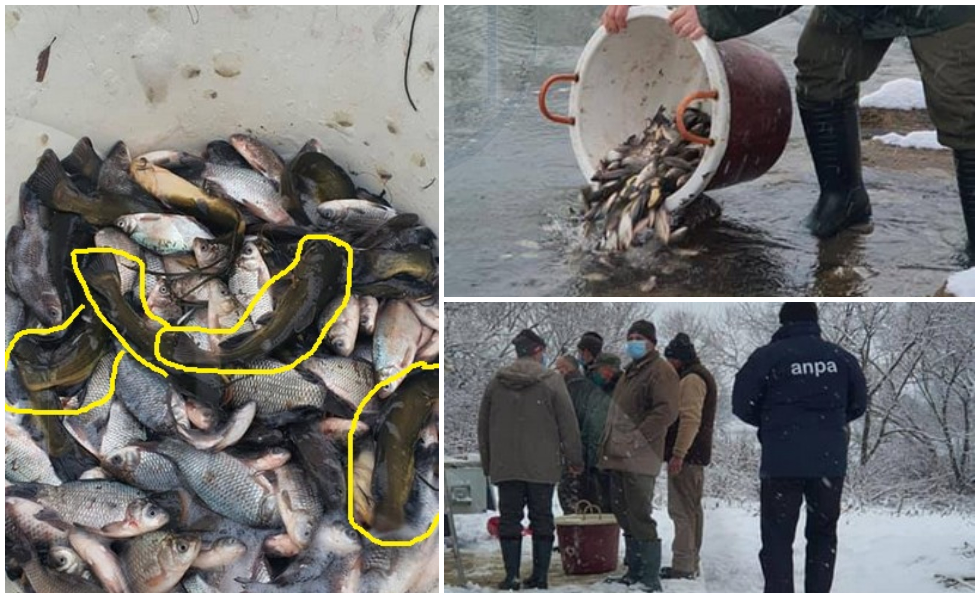 FOTOGALERIE. Râul Someș, populat cu pește invaziv! Pescarii amenință cu proteste