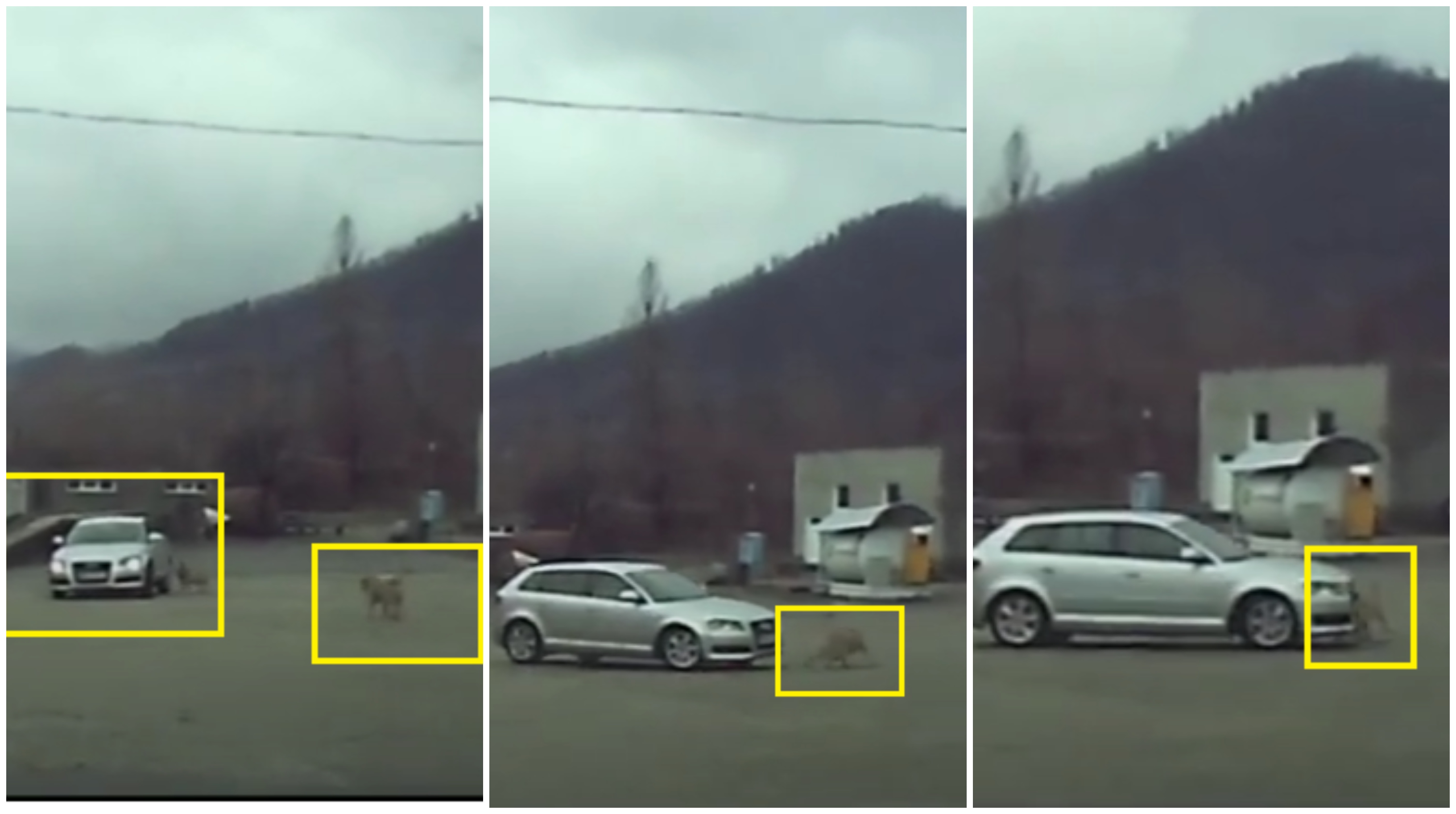 FOTO/VIDEO. Câine călcat intenționat cu mașina. Șoferul a fost prins de Poliție