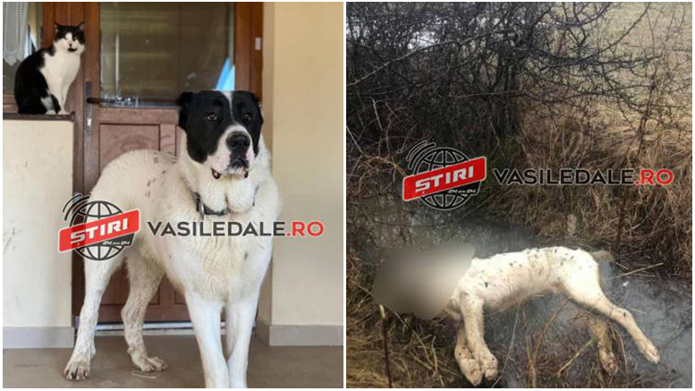 FOTO. Caz revoltător în județul vecin. Câine cu stăpân, găsit împușcat în cap