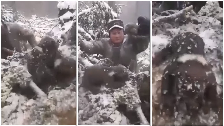 VIDEO. Imagini revoltătoare. Patru pui de urs scoși brutal din bârlog și aruncați prin zăpadă