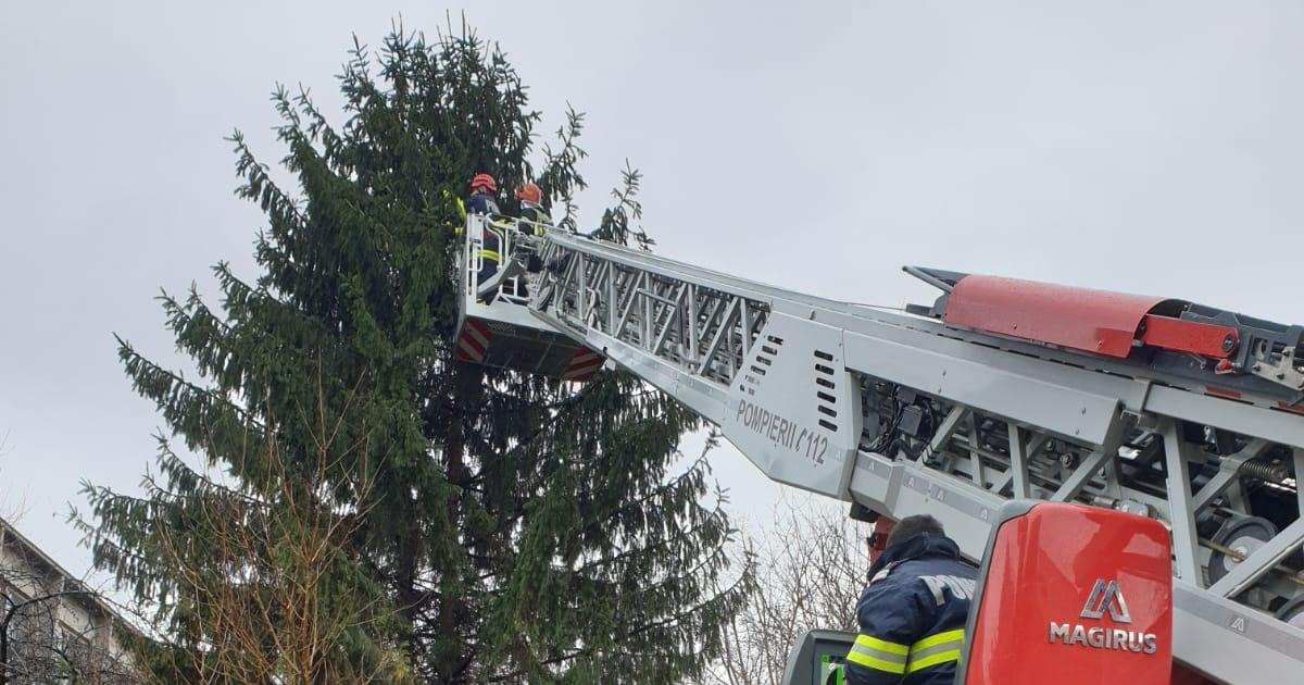 FOTO. Pompierii sătmăreni au salvat o pisică ce nu putea coborî dintr-un copac
