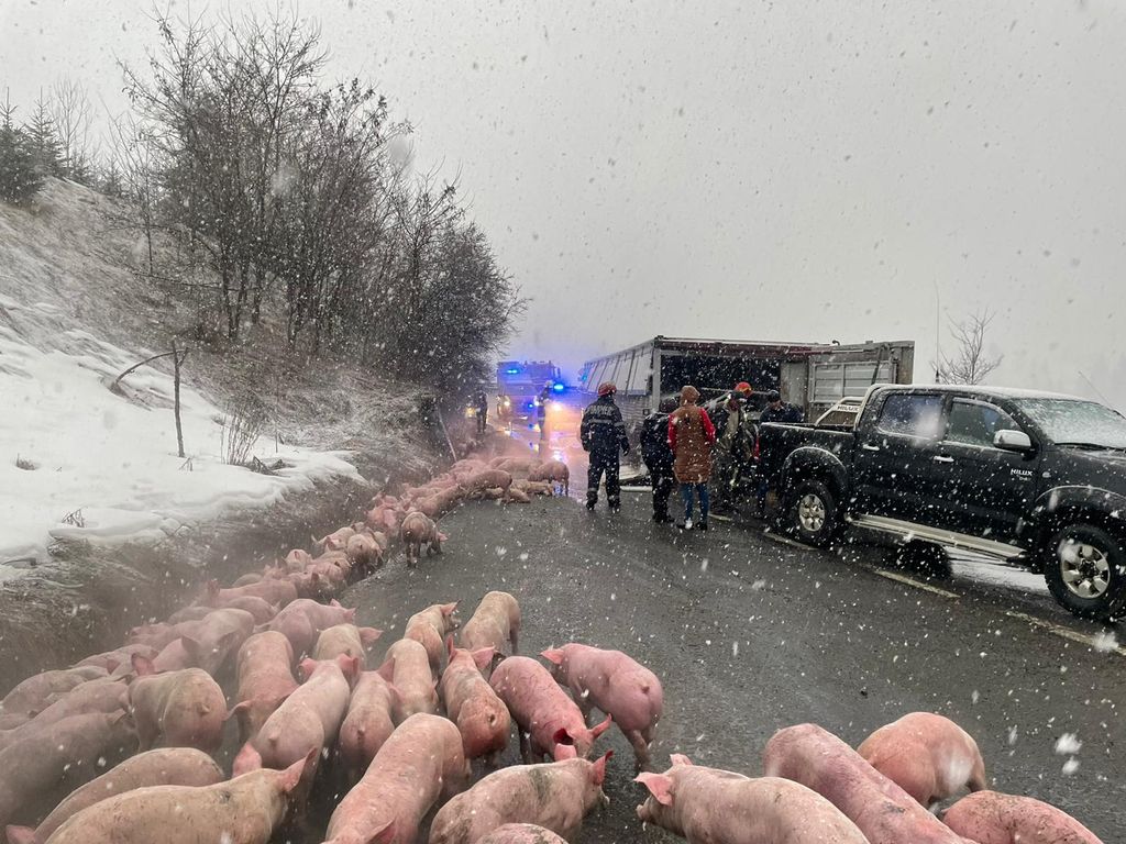 FOTO/VIDEO. Sătmărean rănit într-un accident. TIR-ul cu peste 600 de porci pe care îl conducea s-a răsturnat pe drum