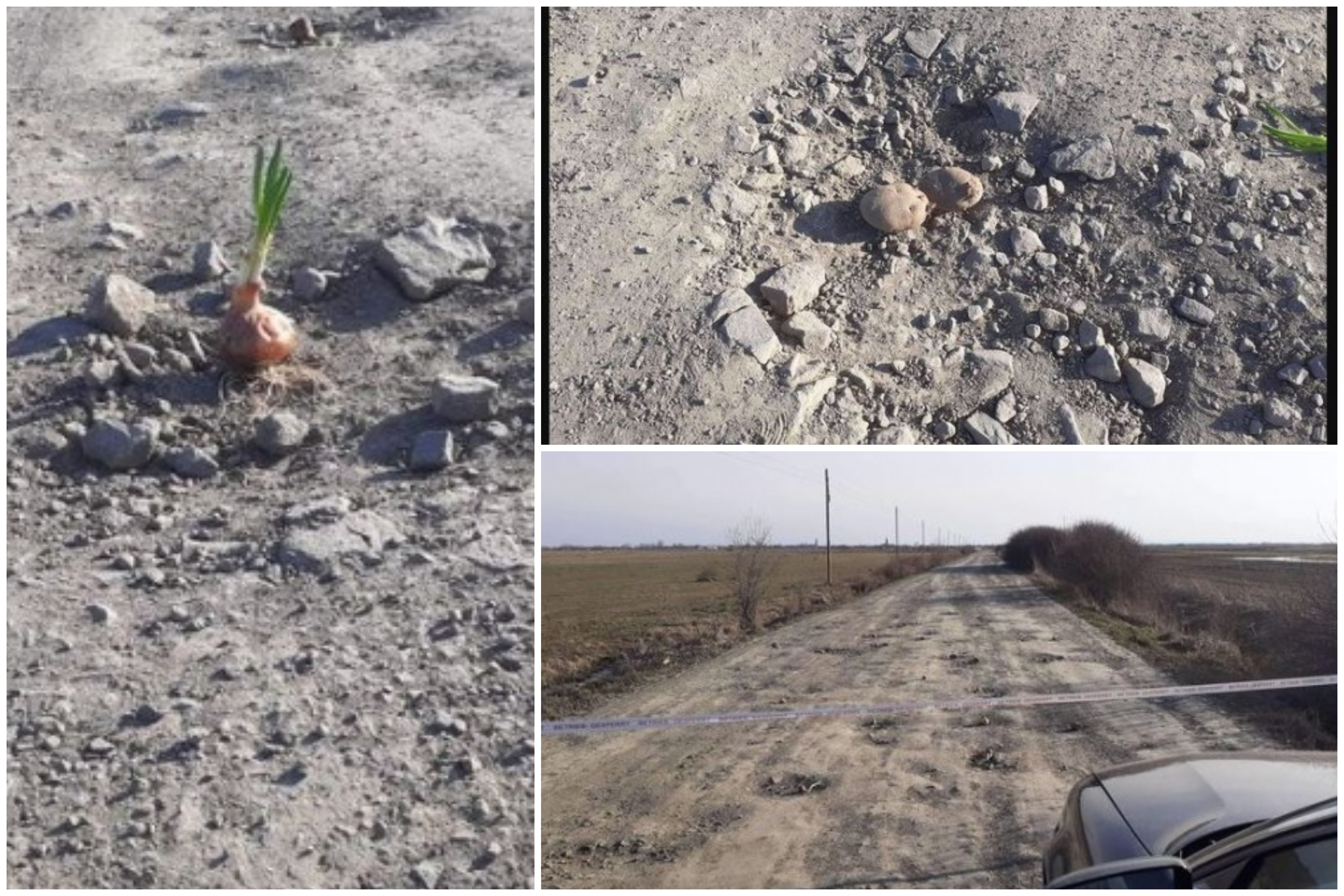 FOTO. ”Inaugurare”: primul drum în care se plantează legume din județul Satu Mare