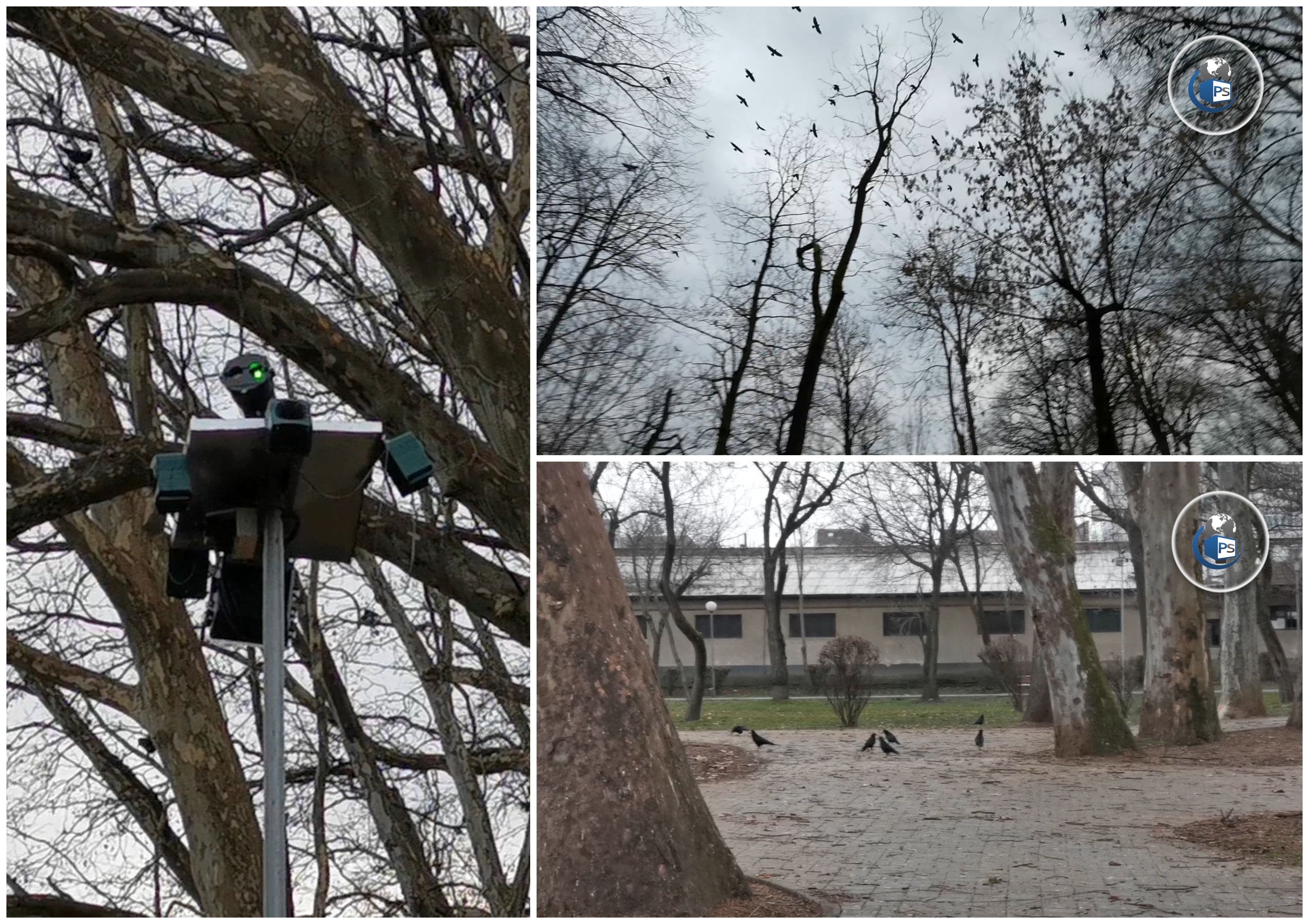 FOTO/VIDEO. Mii de ciori puse pe fugă în Grădina Romei. Primăria a scos ”artileria grea”