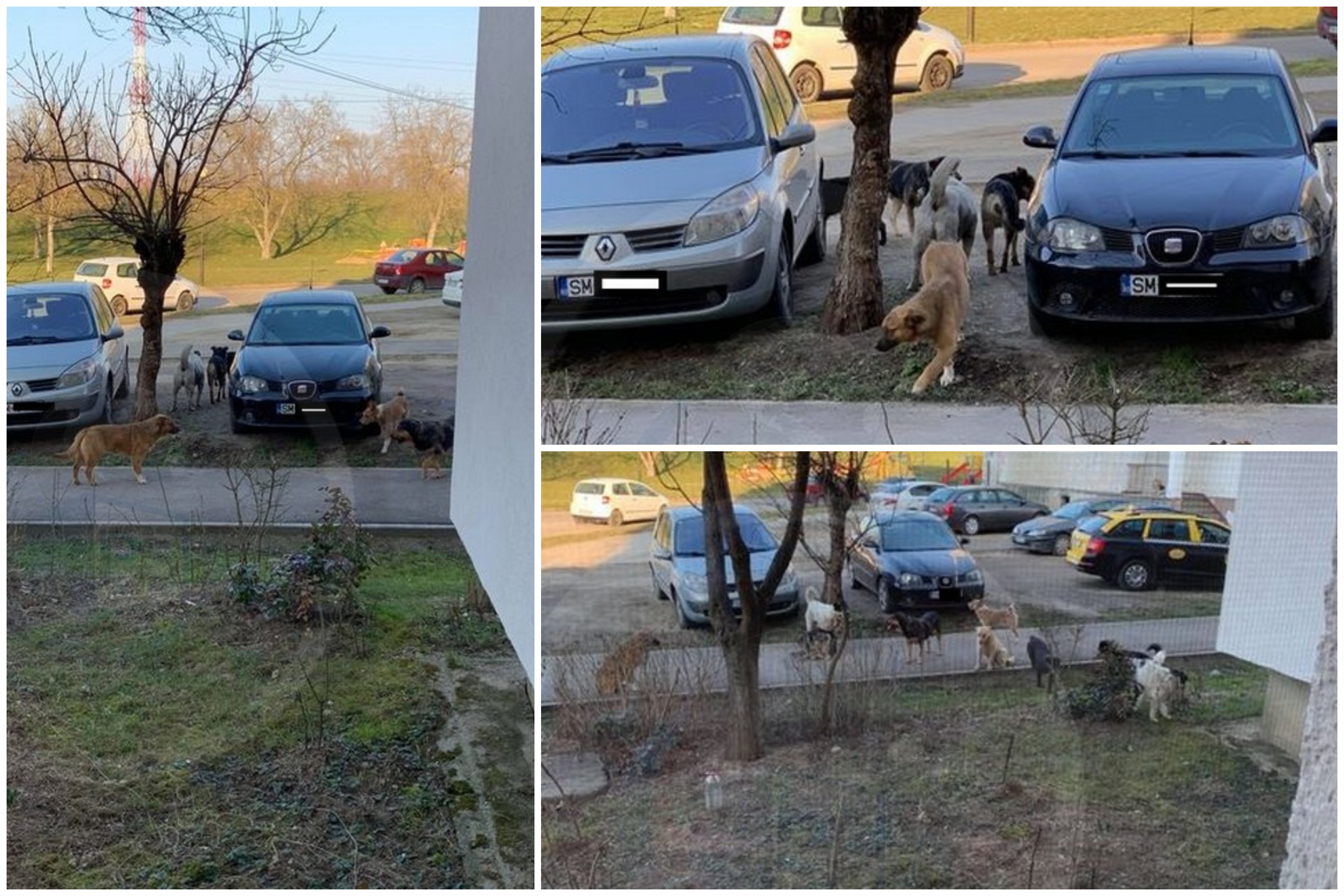FOTOGALERIE. Au reapărut haitele de câini în cartierele municipiului Satu Mare