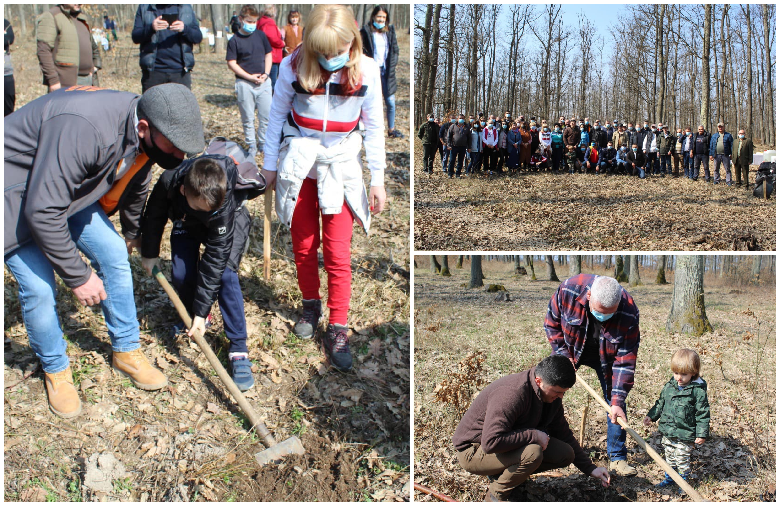 FOTOGALERIE. Sătmărenii s-au mobilizat la plantare de copaci! Haideți să salvăm pădurile!