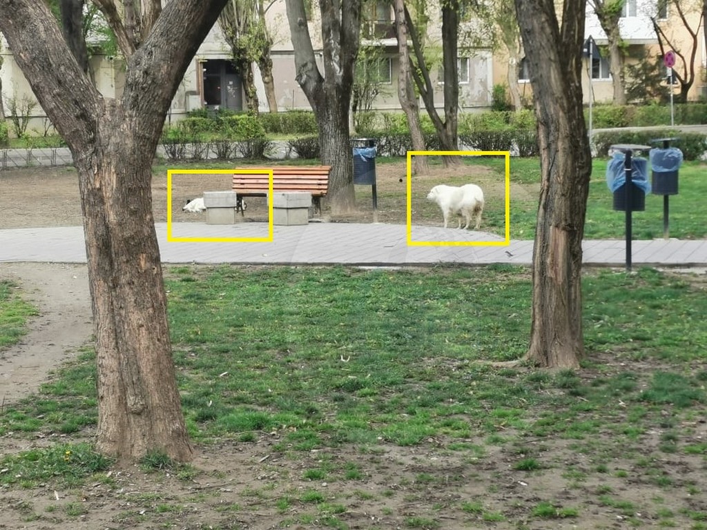 FOTO. Câini maidanezi, de talie mare, sperie sătmărenii din Cartierul Micro 16