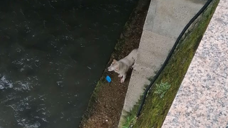 FOTO. Intervenție inedită a pompierilor sătmăreni. Au salvat un câine căzut în râul Tur