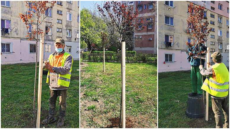 Primăria Satu Mare anunță noi investiții în spațiile verzi. Sute de copaci vor fi plantați în oraș în această toamnă