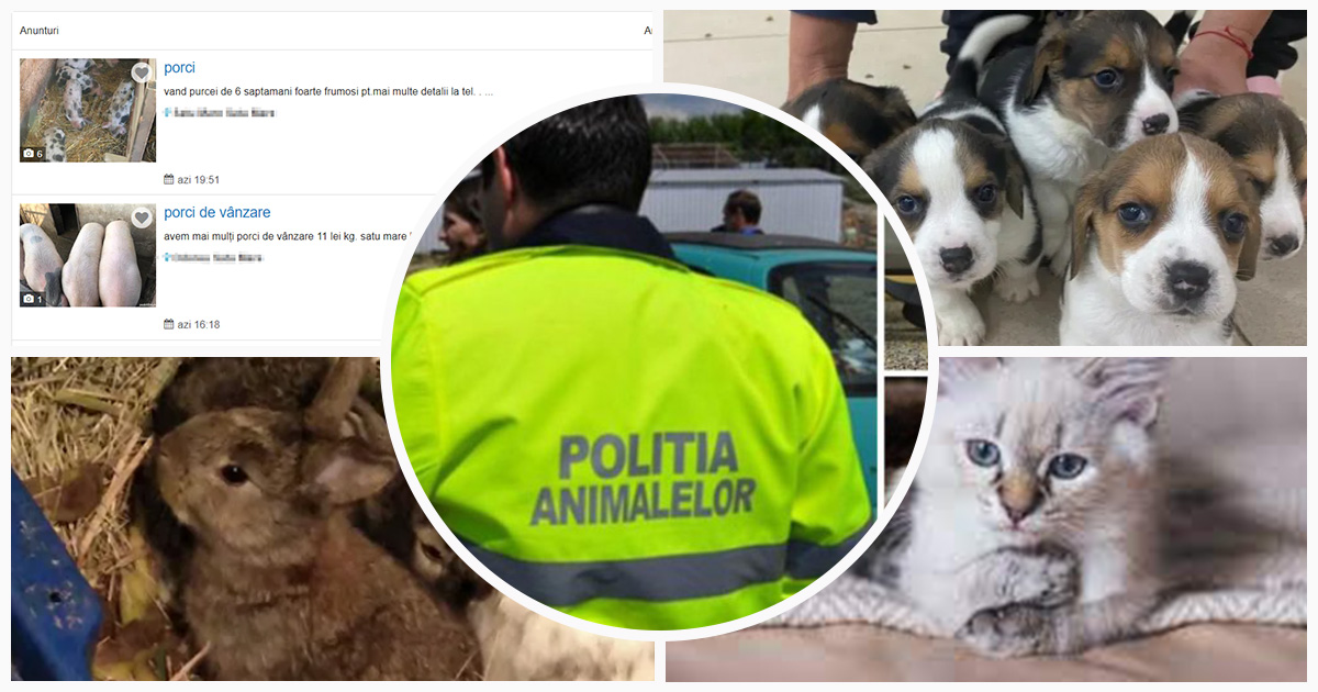 Poliția animalelor cheamă la explicații sătmărenii care vând animale pe internet. Mai multe persoane audiate