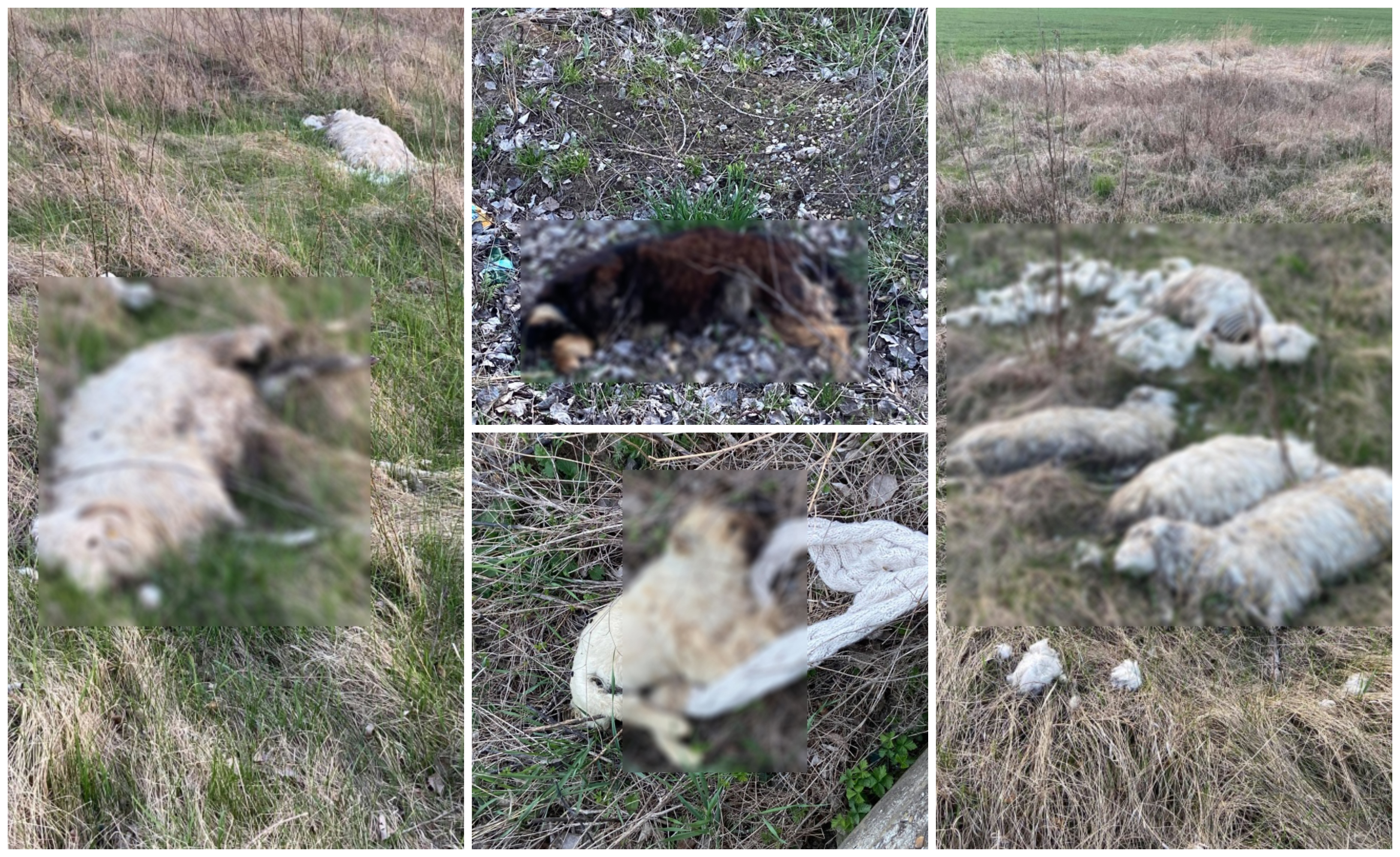FOTOGALERIE. Cadavre de animale împrăștiate pe câmp, în județul Satu Mare