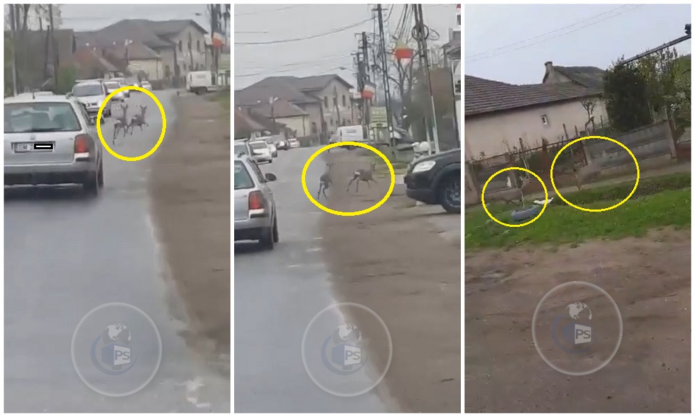 VIDEO. Căprioare rătăcite pe șoselele județului Satu Mare. Șoferii, atenți să nu le lovească