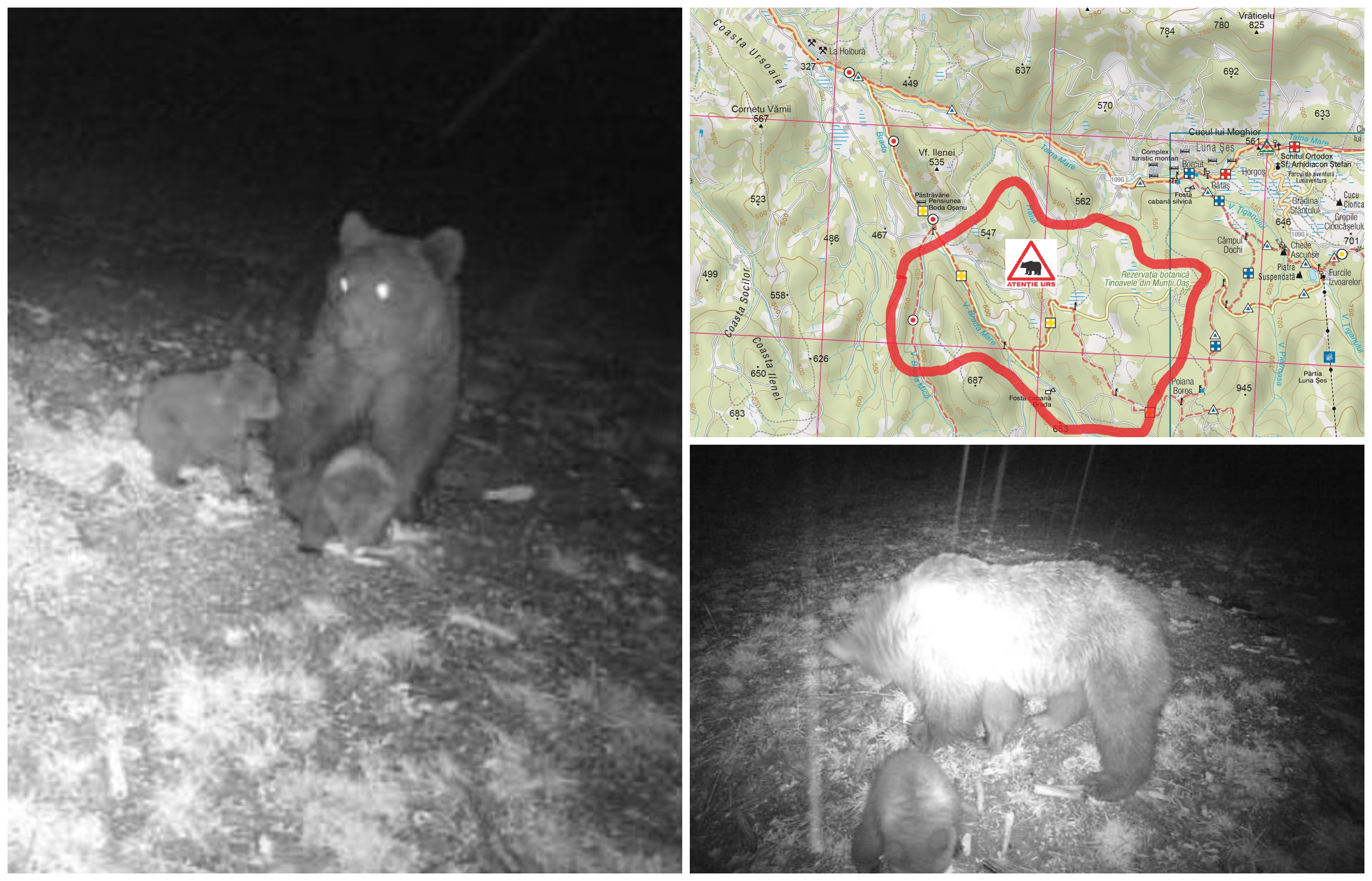 FOTOGALERIE. Avertizare: o ursoaică cu pui identificată în județul Satu Mare