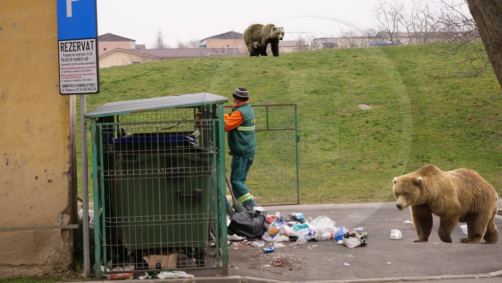 FOTO. Urși surprinși la tomberoane, în municipiul Satu Mare. Văzuți în mai multe zone!