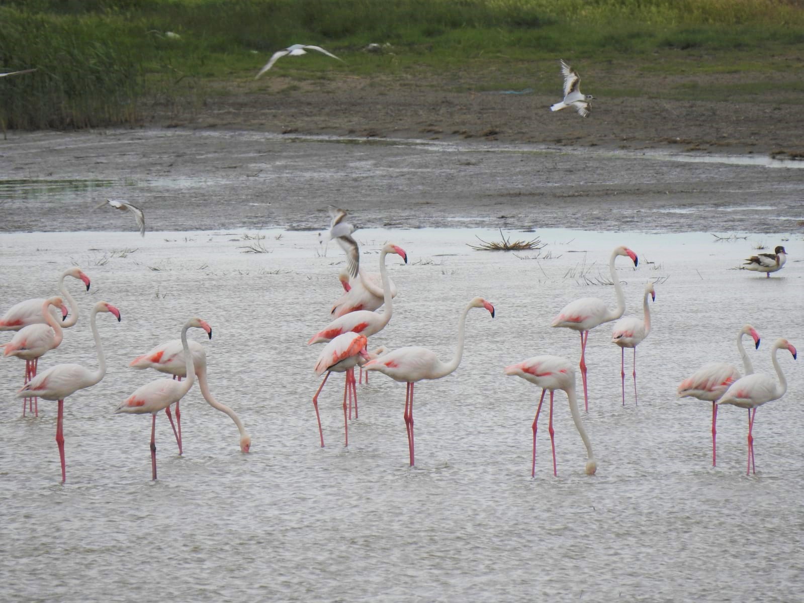 FOTO. După imaginile spectaculoase din Deltă, păsările flamingo au fost hăituite de turiști, inclusiv cu drone