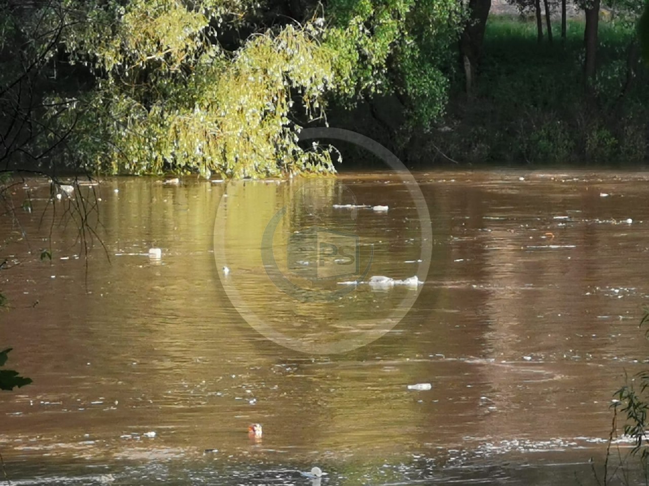FOTOGALERIE. Munți de gunoaie plutesc pe râul Someș. Imagini dezolante în Satu Mare