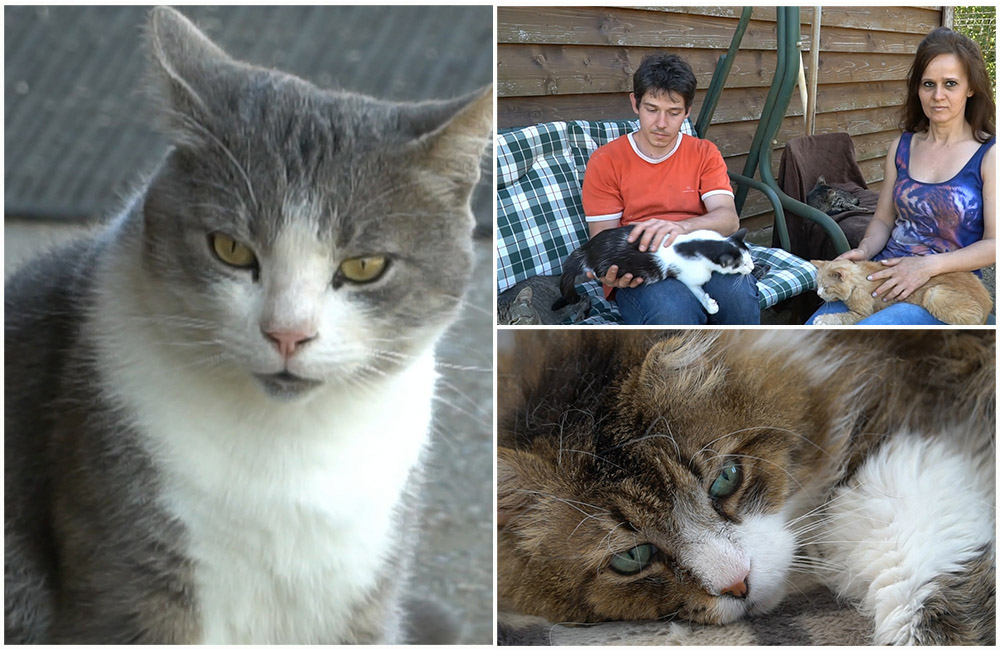 VIDEOREPORTAJ. Din dragoste pentru pisici. Doi sătmăreni din Carei au creat un sanctuar pentru felinele oropsite de soartă