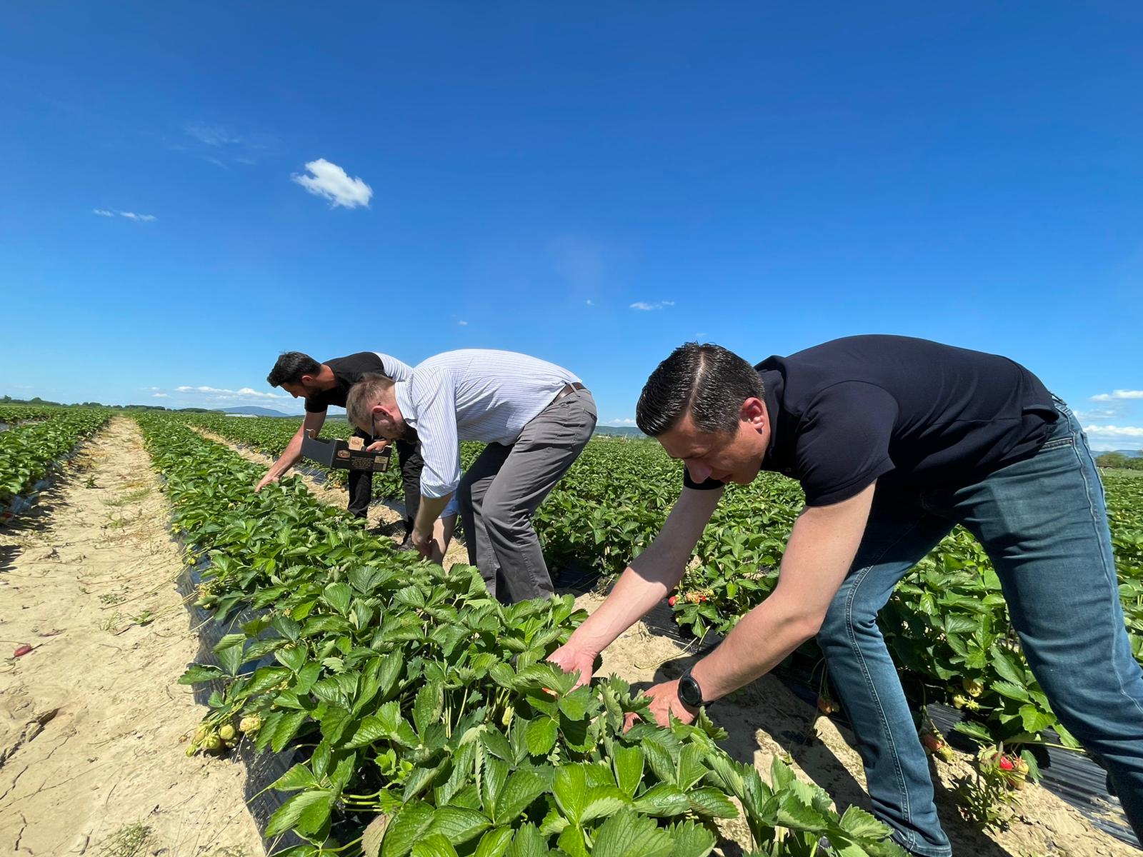 FOTO. Parlamentarii USR Satu Mare le dau o mână de ajutor producătorilor de căpșuni. La propriu
