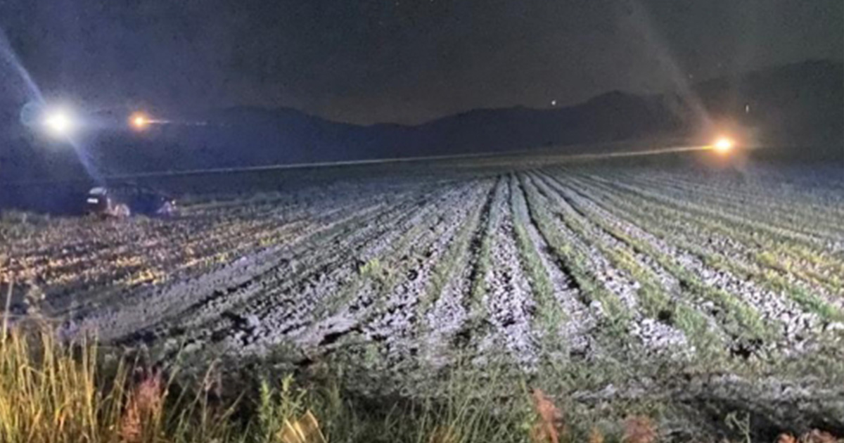 FOTO. Dat dispărut în județul vecin, bărbatul, găsit într-un copac. Ce explicații a dat polițiștilor