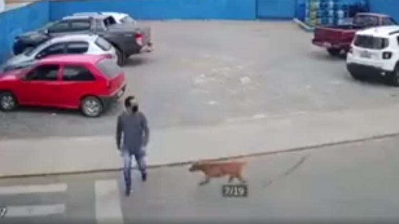 VIDEO. Postare virală a MAI. Accident pe trecerea de pietoni. Impact puternic între un trecător și ... un câine