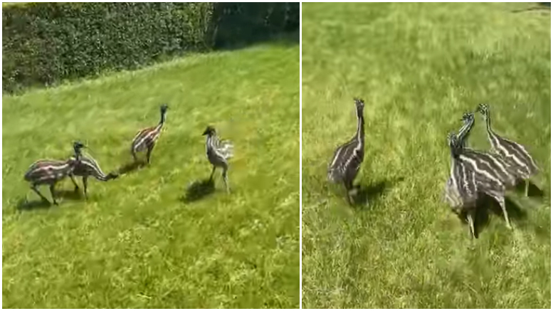 VIDEO. Anunț mai puțin obișnuit. S-au pierdut patru pui de struț, în municipiul Satu Mare