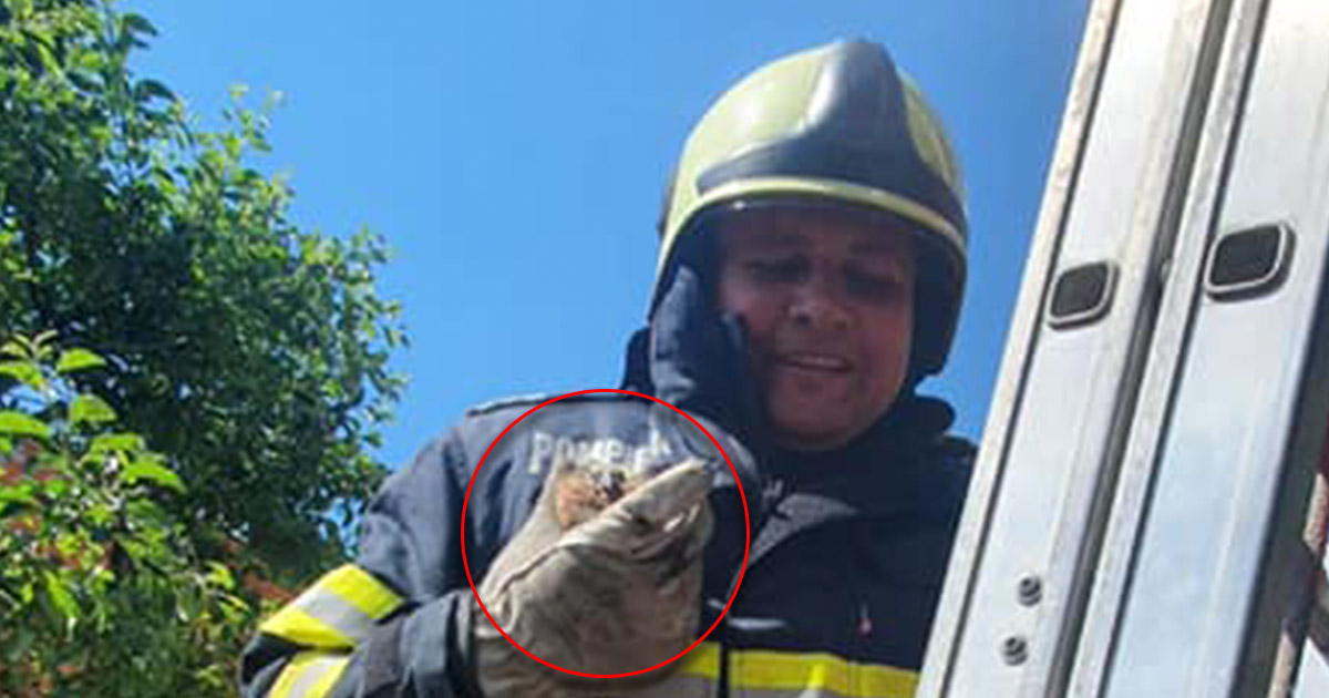 FOTOGALERIE. Puiuț de pasăre salvat de pompieri în municipiul Satu Mare. Orice viață contează!