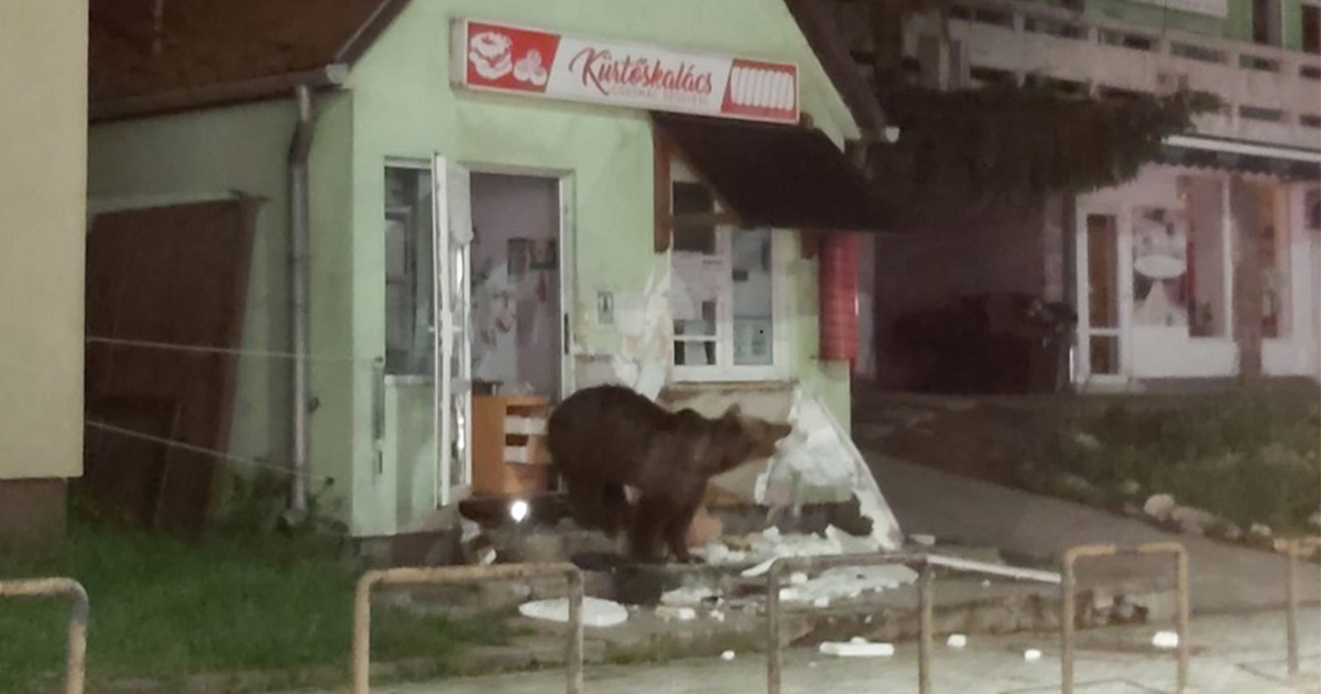 FOTO/VIDEO. Un urs a spart un magazin. Altul "și-a făcut de lucru" într-o pensiune
