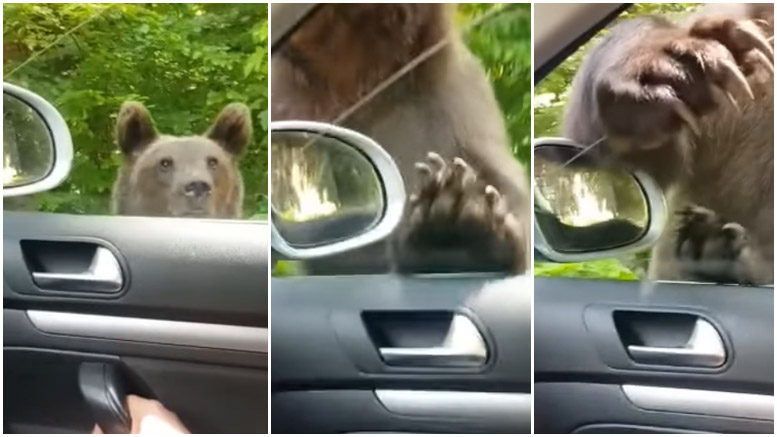 VIDEO. Teribilism. Au tot filmat ursul, până când aproape le-a intrat în mașină. Imaginile au devenit virale