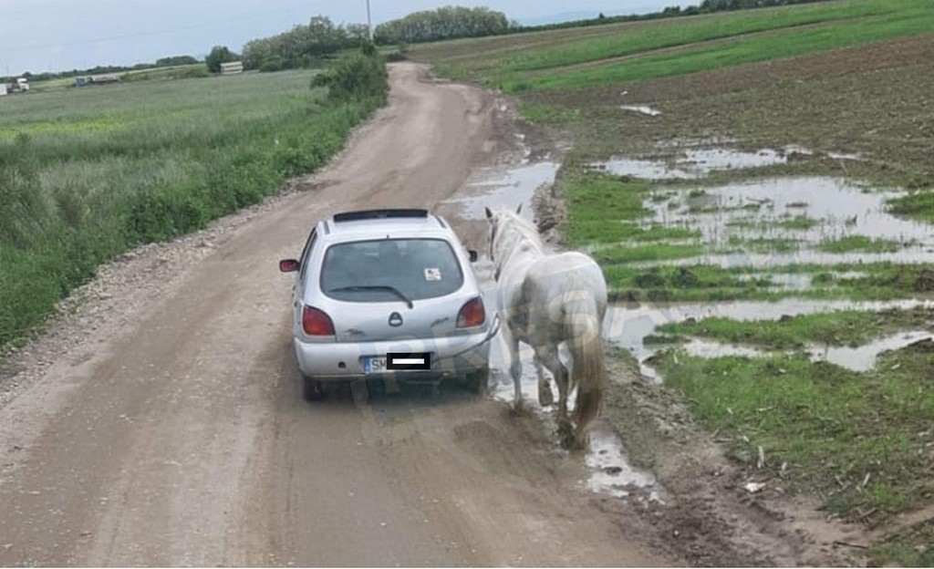 FOTO. Soluția unor sătmăreni după ce calul nu le-a încăput în mașină