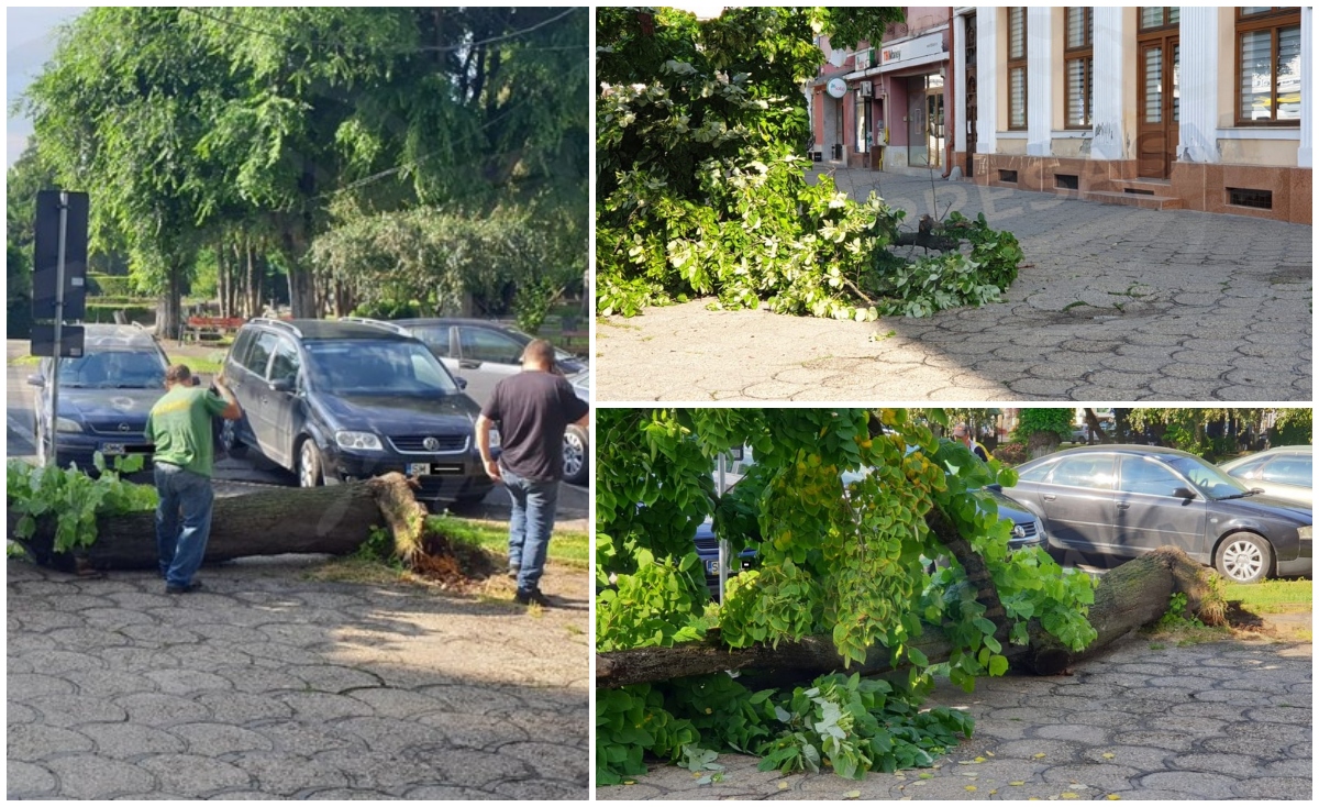 FOTOGALERIE. Situație de urgență în fața Procuraturii Satu Mare/Hotel Dacia. Un tei impunător s-a prăbușit