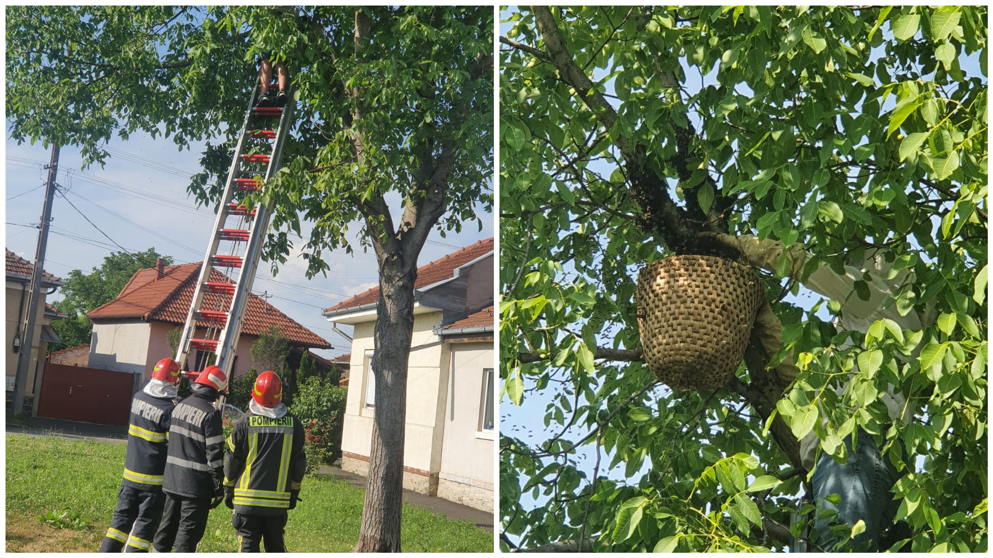 FOTOGALERIE. Pompierii din municipiul Satu Mare, în război cu albinele