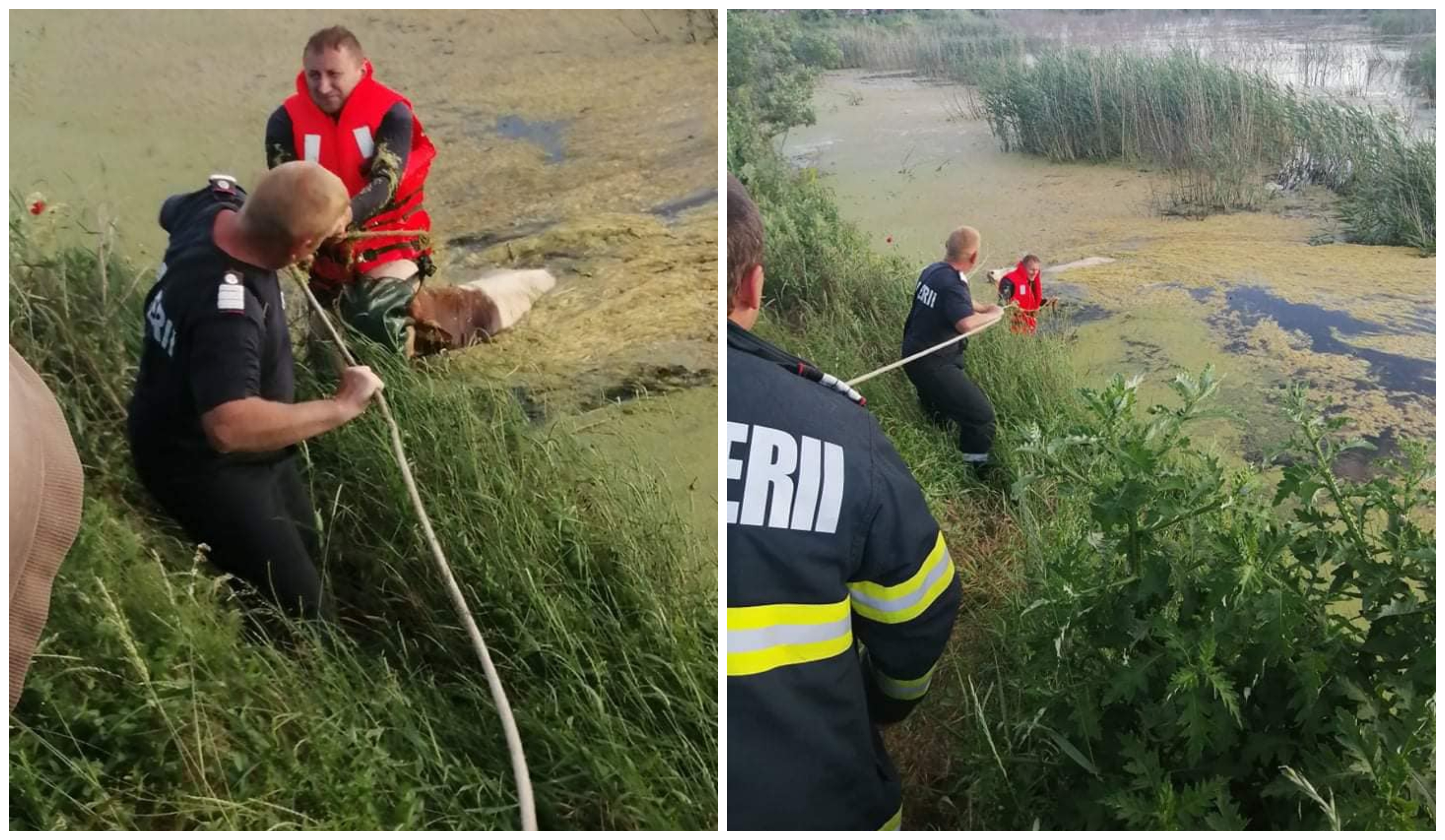 FOTOGALERIE. O vacă a căzut într-un lac din județul Satu Mare. Intervenție de urgență a pompierilor