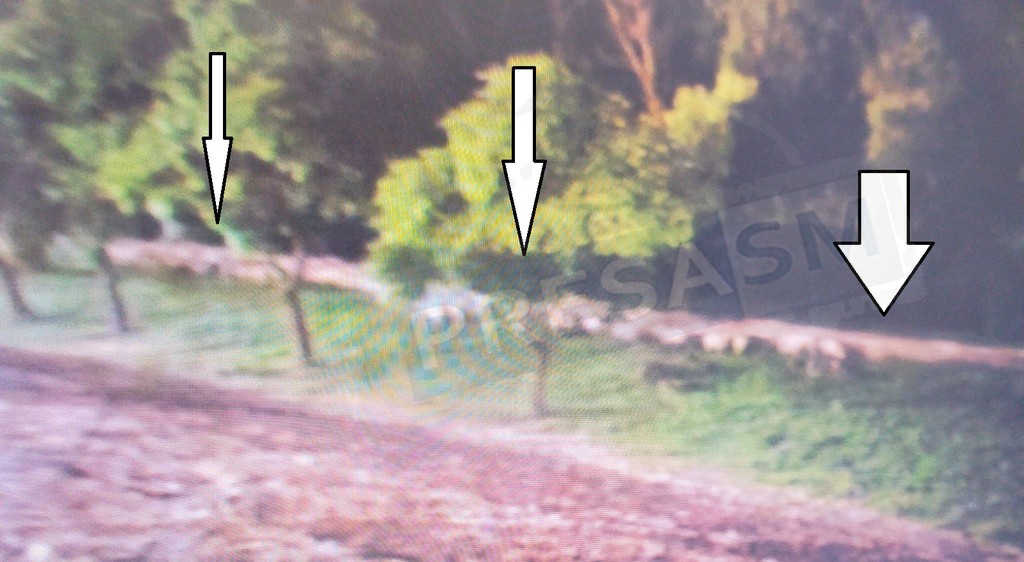 FOTO. Un cioban s-a plimbat cu oile prin municipiul Satu Mare. Amendat de Poliția Locală